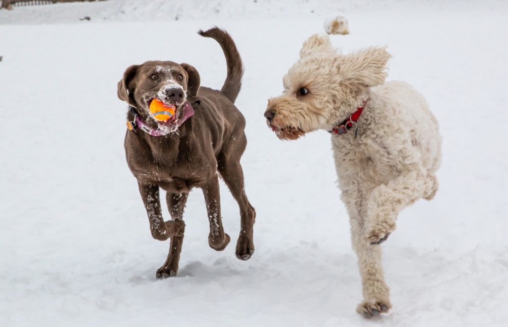 2 dogs playing