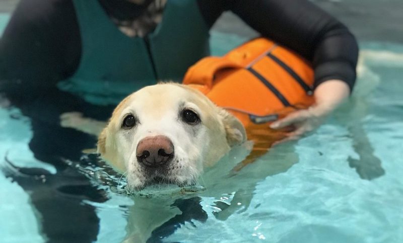 Hydrotherapy for dogs