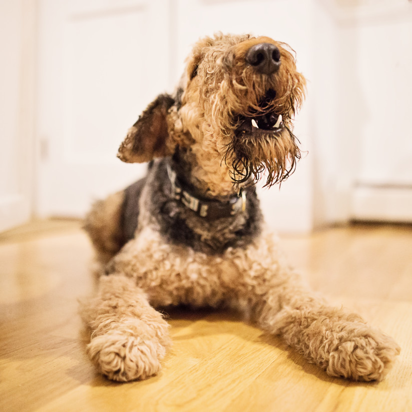 How To Stop A Puppy From Barking For Attention