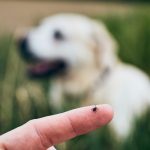 Flea & Tick Prevention Options for Your Dog