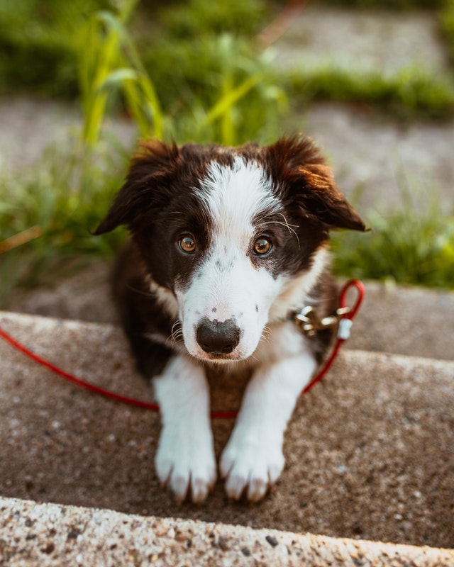 Top 5 Ways Dogs Can Make 2021 New Year’s Resolutions Stick