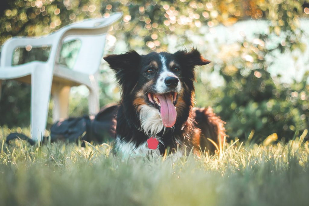 dog laying outside