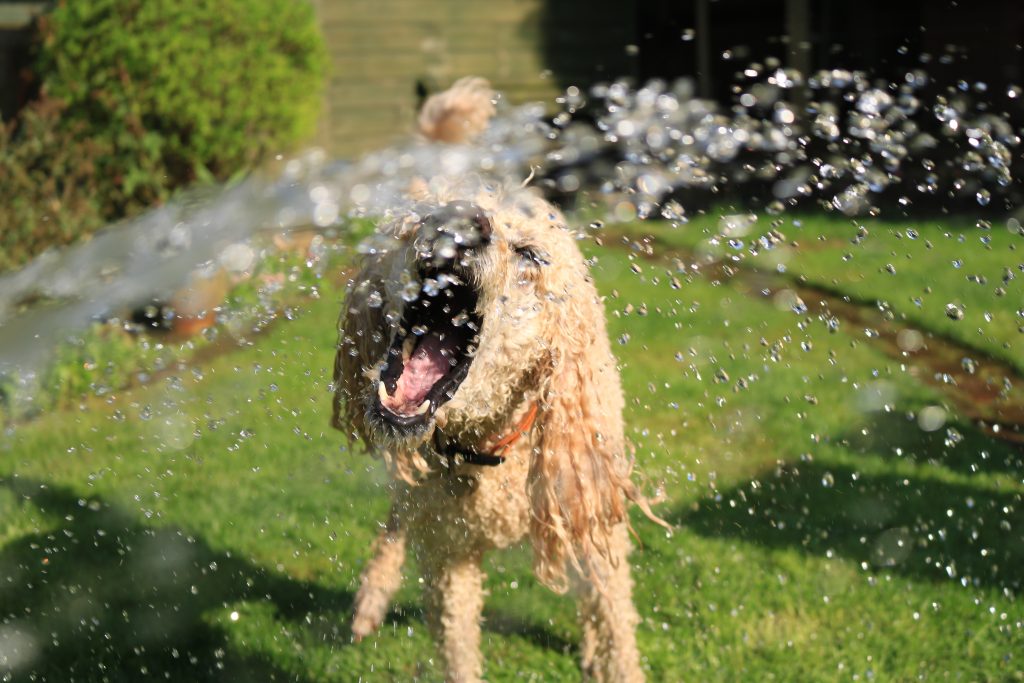 dog drinking water from hose