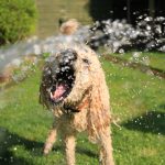 How To Protect Your Dog from the Summer Heat