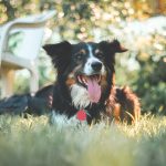 How to Recognize and Treat Bug Bites on Dogs