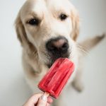 Refreshing and Tasty Summer Treats Your Dog Will Love