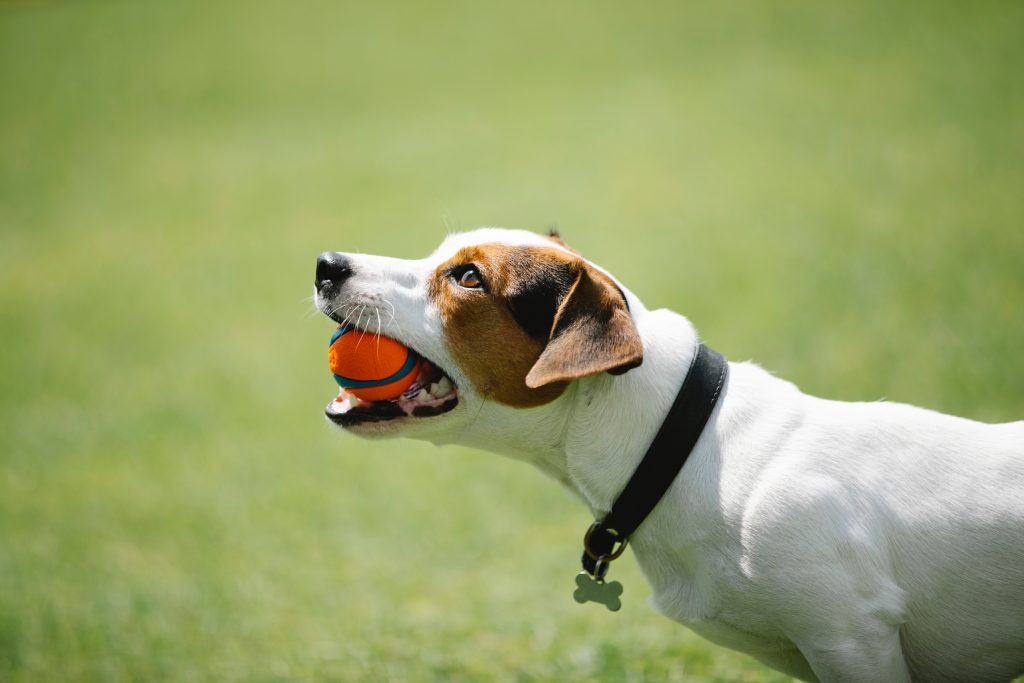 The Best Types of Toys for Bored Dogs