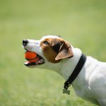 The Best Interactive Dog Toys