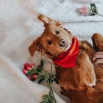 How to Celebrate Valentine’s Day with Your Dog