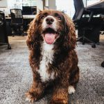 Take Your Dog to Work Day: How to Convince Your Workplace to Allow Office Dogs