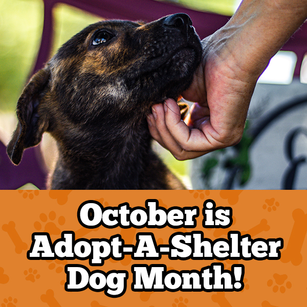October is Adopt a Shelter Dog Month!