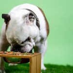 Healthy Additives to Improve Your Dogs Dry Food Diet