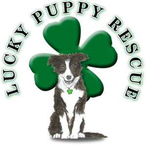 Dog Adoption In Saratoga, Ballston Spa & Albany Capital Region: Love Awaits  At These Animal Rescue & Adoption Location!