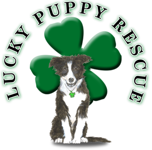 Albany, NY - Empire Pets- Dog Walking and Pet Sitting Services