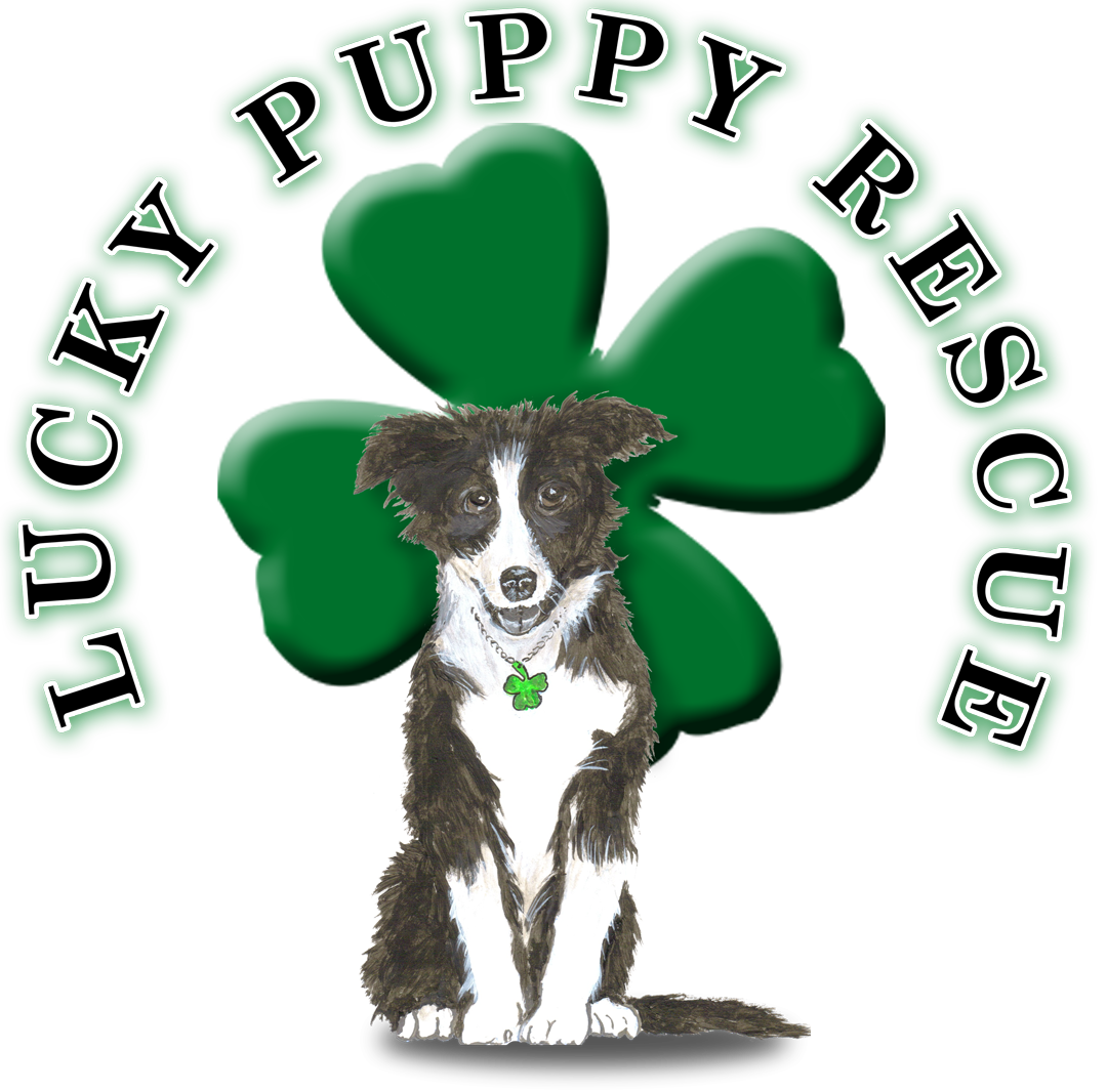 LUCKY PUPPY DOG RESCUE