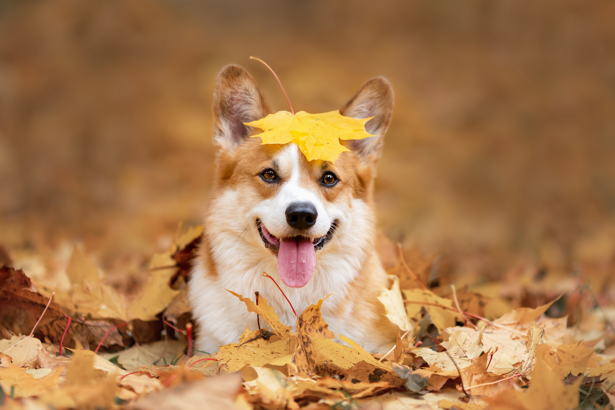 iStock-1398810303.jpg