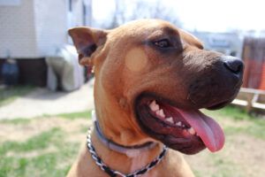 happy dog