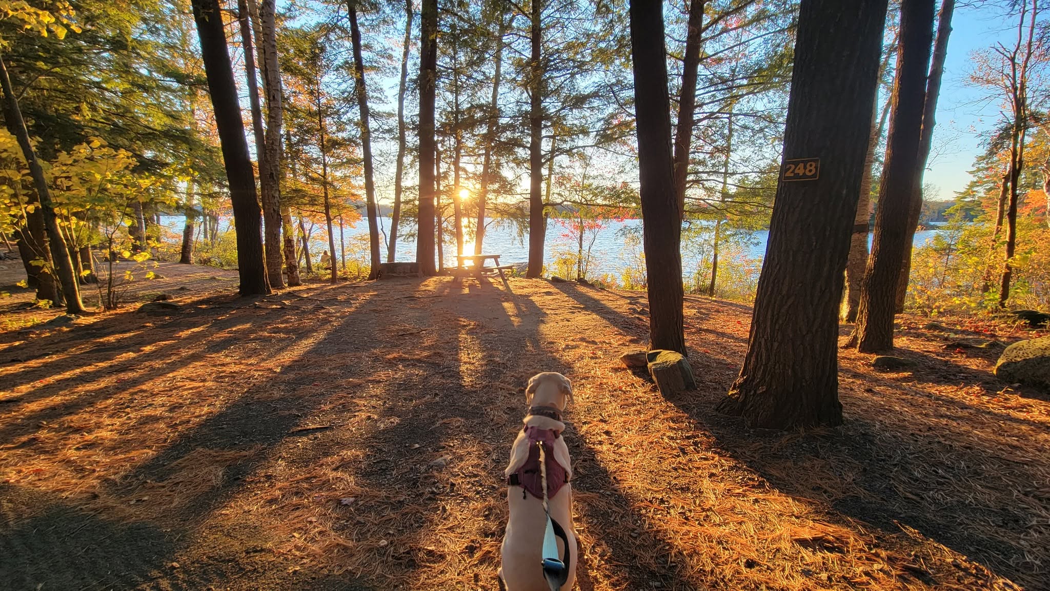 dog sitting and looking at lake