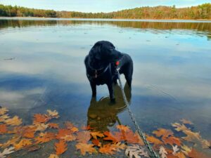 dog standing in water in fall