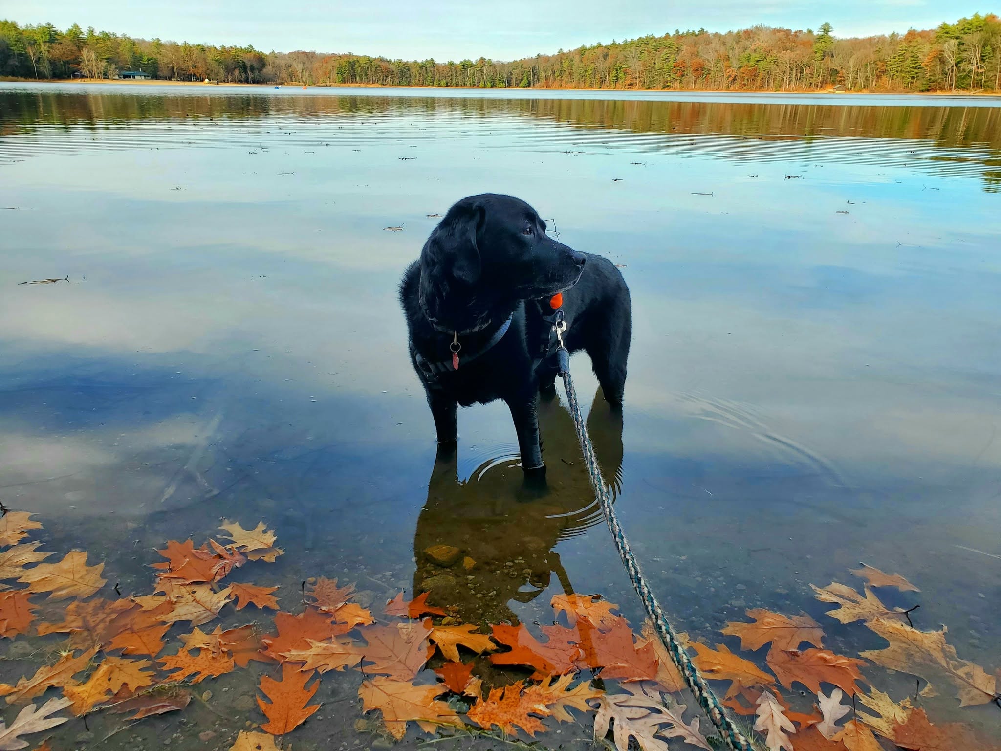 dog standing in water in fall